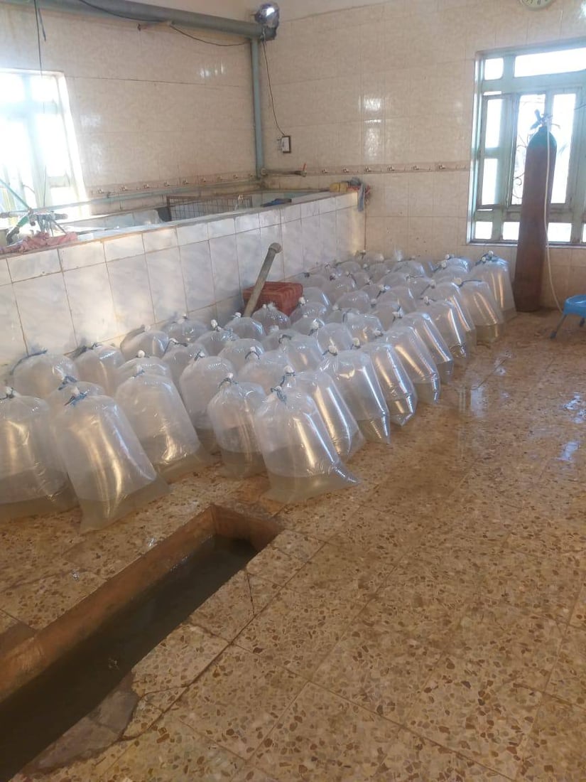 صور: إطلاق 8 ملايين “سابحة كارب” في أهوار الهدّام والعودة غربي ميسان