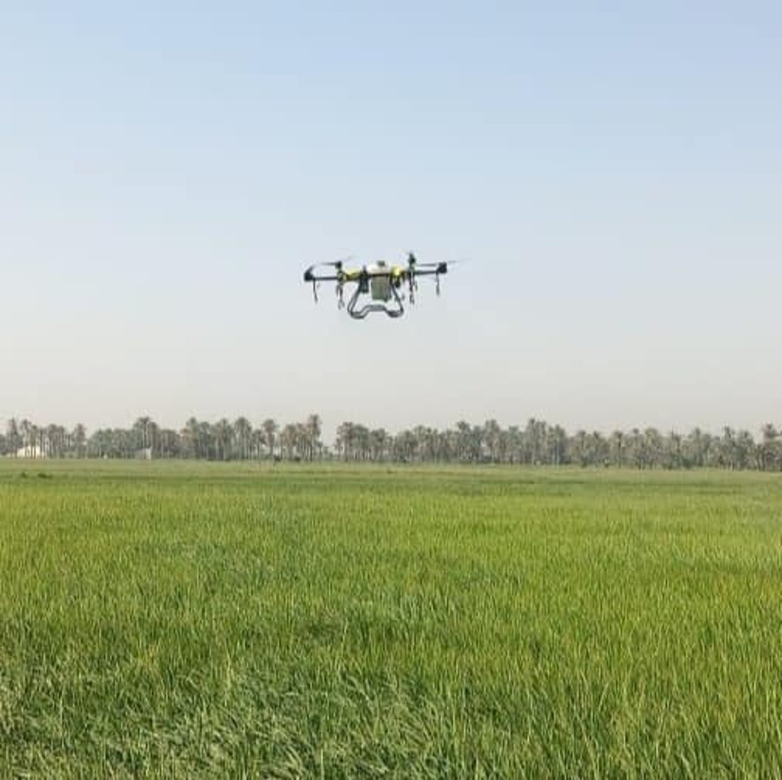 “درون” لرش السماد فوق حقول العنبر.. “فاو” تساعد فلاحي النجف على تقليل الكلفة