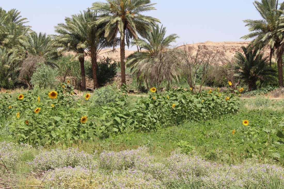 سيدات الرمانة ينثرن “الشمس” حول الحقول.. زيت وكرزات من الباغوز حتى سوريا (صور)