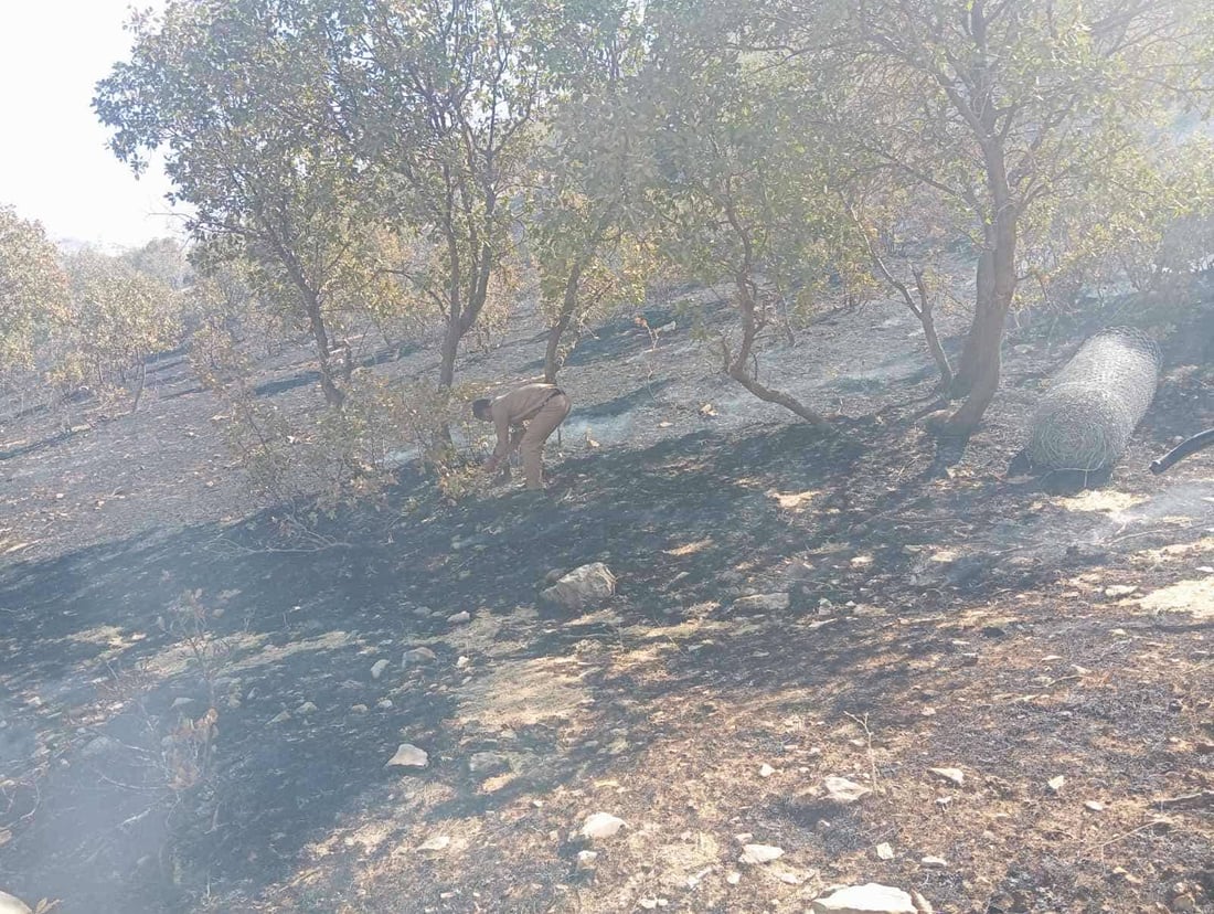 بە زەڕەبینێک نزیکەی 1000 داربەڕوو و 20 دۆنم پوش و پاوان سووتا