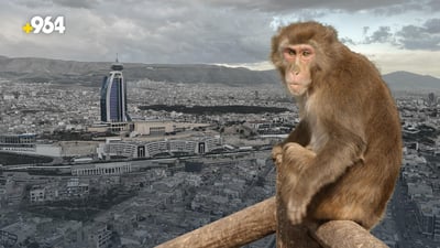 هل اغتصبوا قرداً في السليمانية؟.. 964 سألت شرطة الغابات وعيادات البيطرة