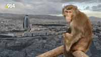 هل اغتصبوا قرداً في السليمانية؟.. 964 سألت شرطة الغابات و...
