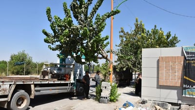 مسجد يتسبب بقطع شجرة وسلطات حلبجة تغرمه بزراعة 5 أشجار تعويضاً