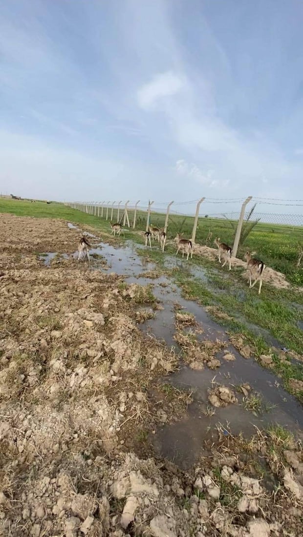 مندلي: تربية غزال الريم.. مهنة مربحة زبائنها المطاعم ومزارع الأثرياء (صور)