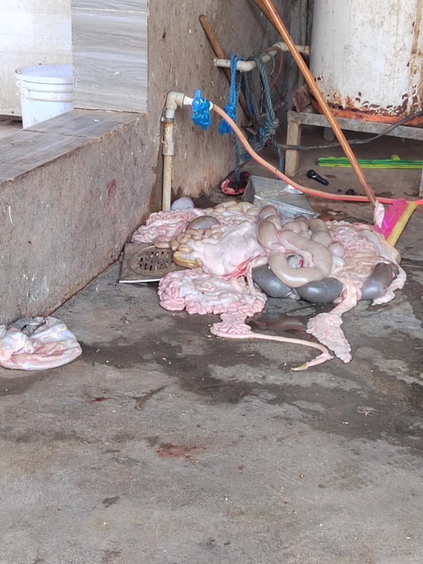 لە ناحیەی شۆڕش بڕێکی زۆر جگەری بەستوو دەستی بەسەرداگیرا