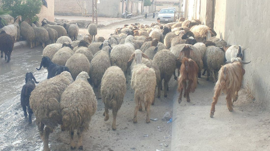 السماوة تريد إجراءات أكثر جدية ضد الحمى النزفية “مثل بقية المحافظات” (صور)
