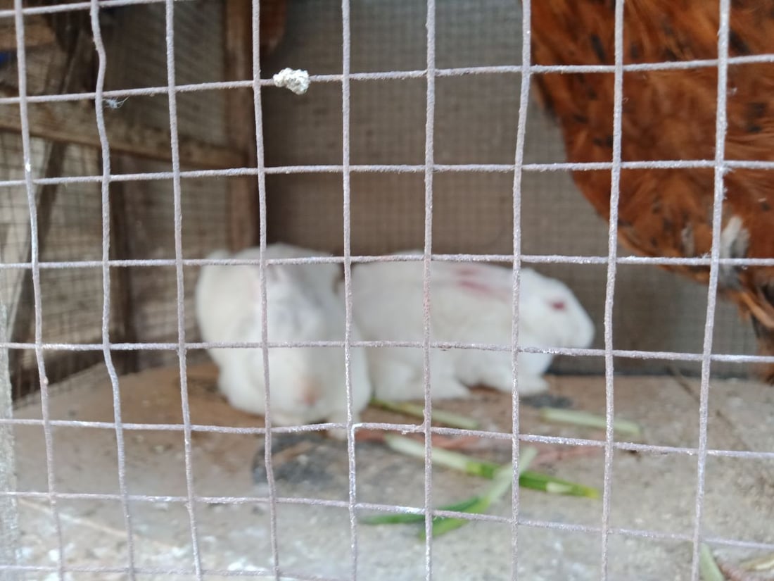 سوق الطيور في بغداد الجديدة.. نسخة من سوق الغزل وينافسه منذ السبعينات