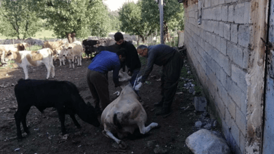 هەڵمەتی بەرەنگاربونەوەی تای خوێنبەربوون لە رواندز دەستیپێکرد