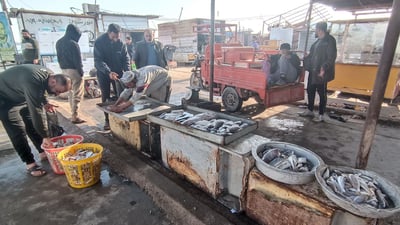 الأخطبوط يتصدر المزاد الصباحي في نقعة الفاو.. الزبائن من كل مكان (صور)