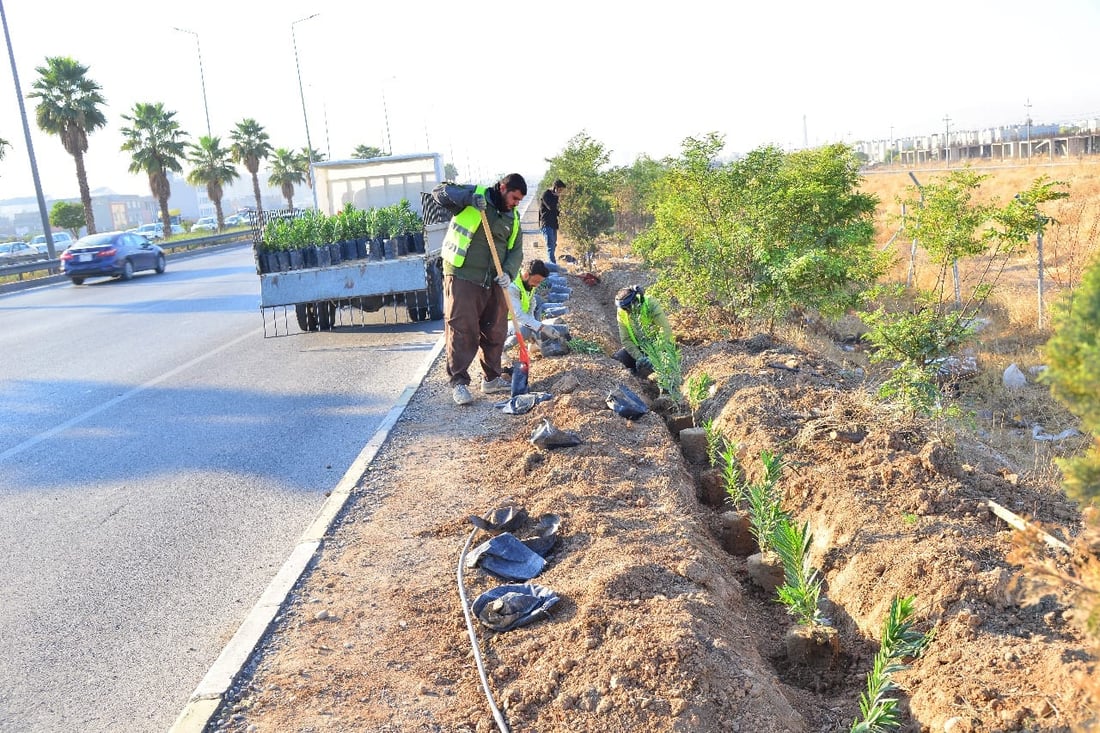 زیاتر لە 20 هەزار داری دیكە لە هەولێر چێنران