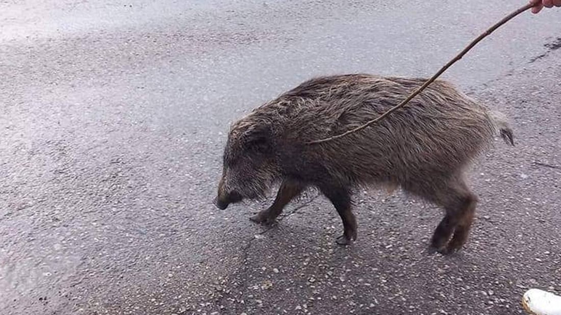 بەرازەکەی چوارتا دەستگیر کرا