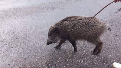 بەرازەکەی چوارتا دەستگیر کرا