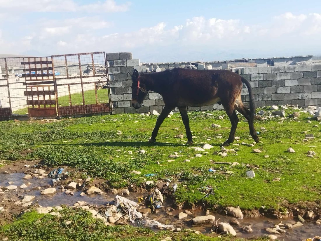 گوندێكی بنارى قه‌ندیل به‌ده‌ست وڵاغى به‌ڕه‌ڵڵا هه‌راسان بووه‌