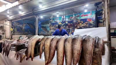 ممنوع سكف السمتي.. الفلوجة تنسى “جرّي” الناصرية والشانك ملأ الثرثار