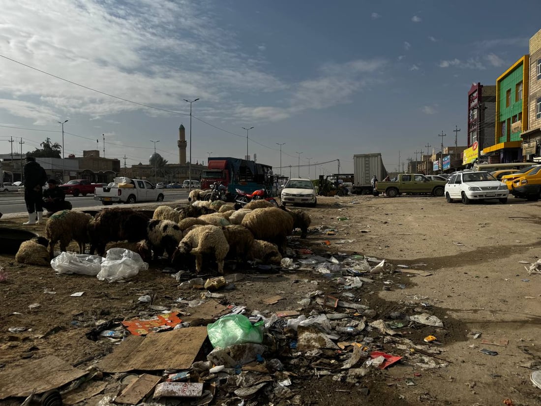 متى تتخلص كربلاء من باعة المواشي في حي الغدير؟.. التبليط شجعهم أكثر!