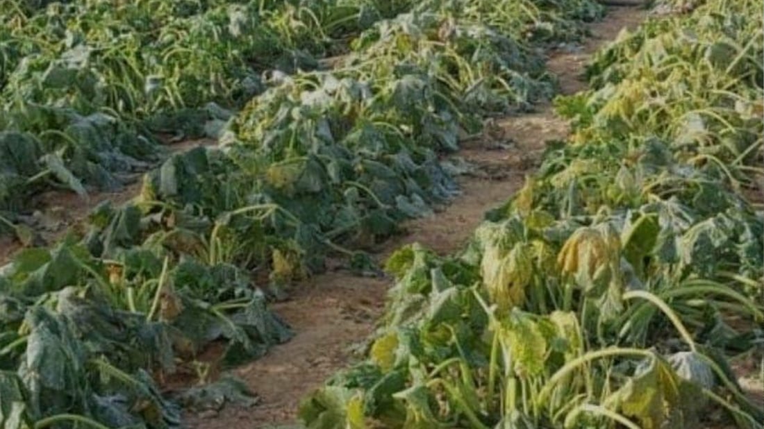 ئەو جوتیارانەى سەوزەیان لەژێر خانووى پلاستیکى چاندووە ئاگاداربن