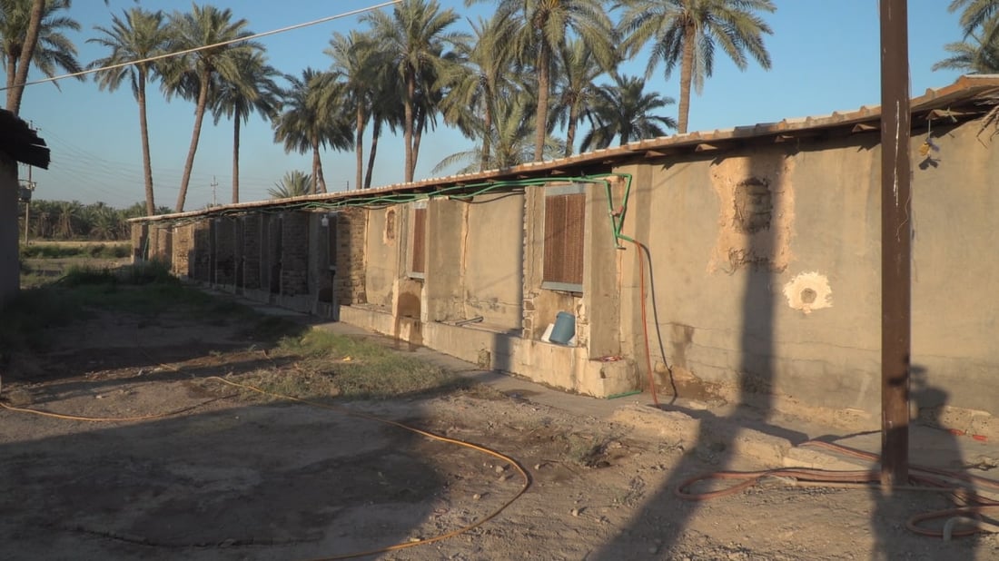 الكلف ارتفعت والضرائب زادت.. إغلاق أكثر من 900 مشروع دواجن في بابل