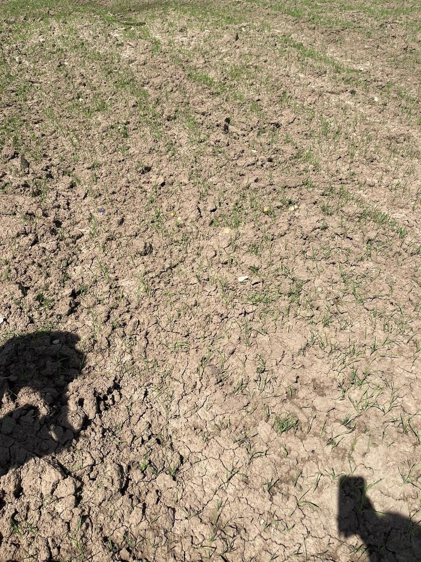 پیاز و په‌تاته‌ چێندراوه‌كه‌ى شێخان زیانیان به‌ركه‌وتووه‌