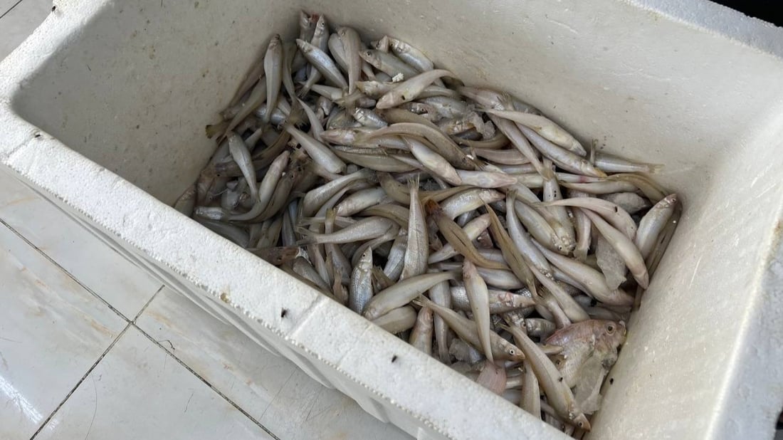 أسماك النهر والبحر متوفرة في الأعظمية.. أسعار 20 صنفاً من محل القبطان (صور)