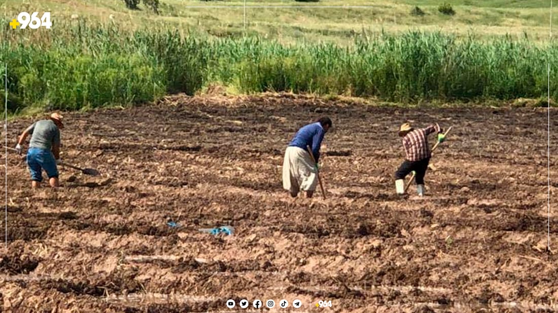 جووتیارەکانی گوندی بلان چاندنی برنجیان دەستپێکرد