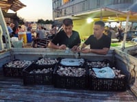 لە رانیە 70 کیلۆ قارچک کە رێکەوتی ساختەی لەسەربووە دەست�...