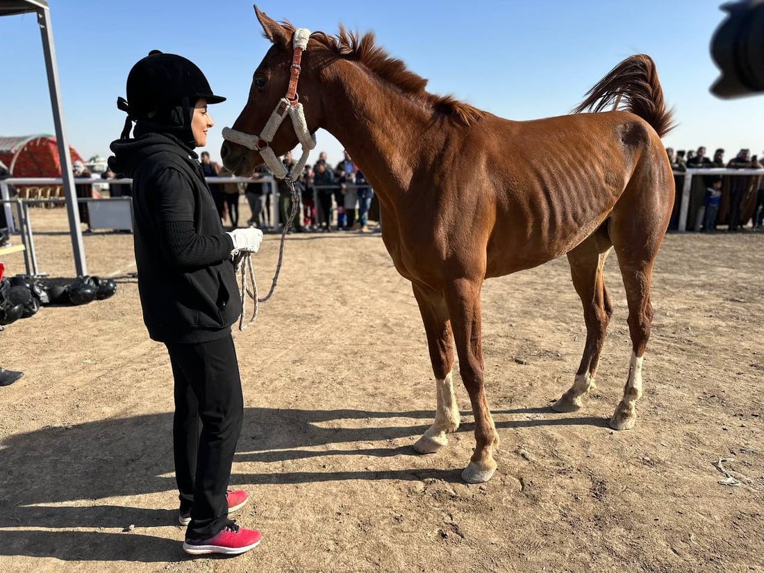 كرد في الديوانية للتنافس في سباق الخيول العربية
