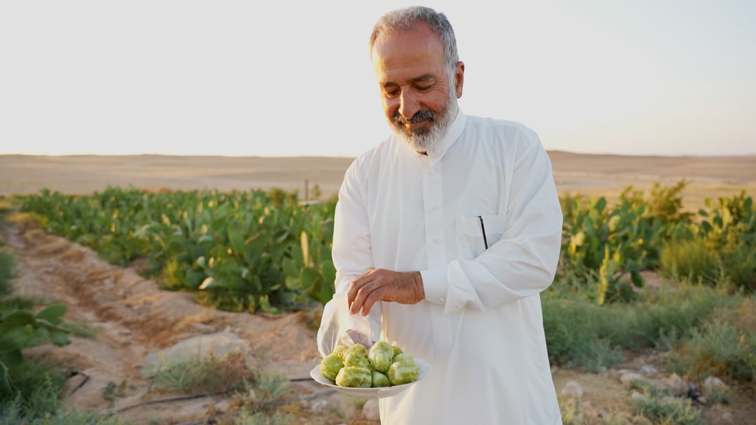تين مليء بالشوك السوري يملأ الأنبار ولكن لا تفوتوا طعمه الحلو ولونه الزاهي