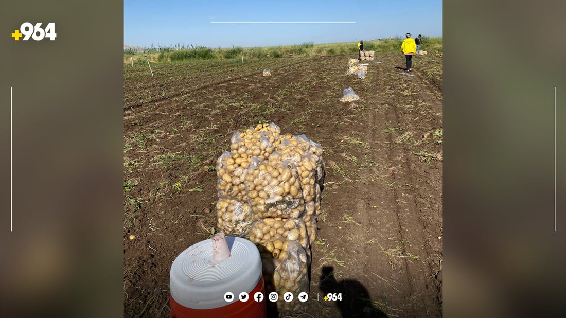 ئەمساڵ لە سنووری دهۆک 45 هەزار دۆنم زەوی کراوەتە پەتاتە