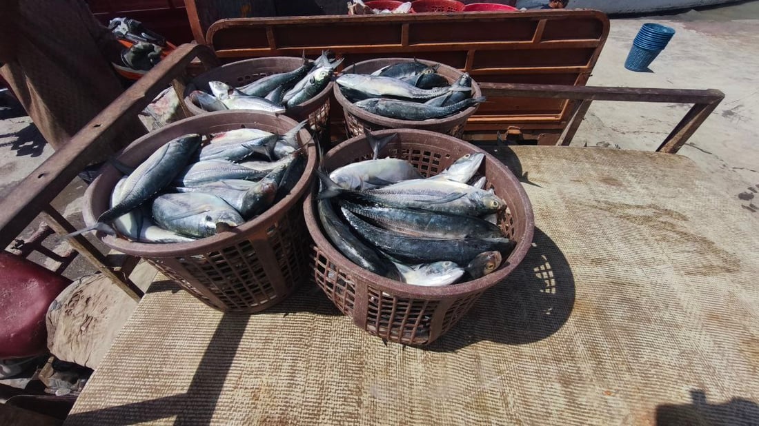 رياح عالية تؤخر إبحار الصيادين في الفاو وتحد من تنوع الأسماك بمرسى النقعة