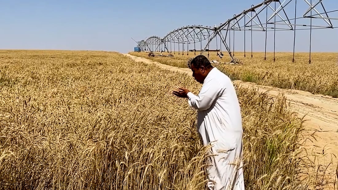 Karbala wheat output surges but farmers say procurement limits punish success