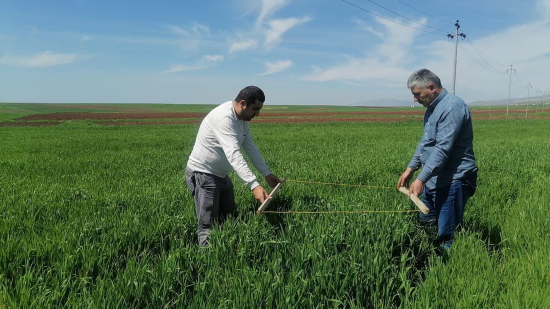 هەڵمەتی لەناوبردنی مێرووی سن لە دهۆک دەستیپێکرد