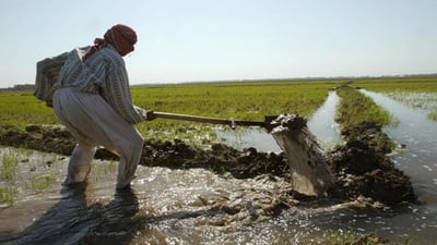 موجة الأمطار تنعش أنهار العراق.. زيادة 6.5 ملايين دونم بالمساحات المزروعة