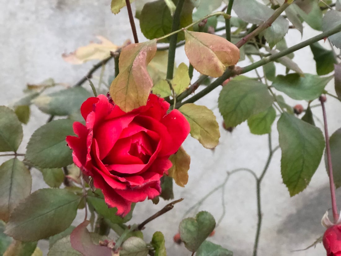 لەناو سەرما و بەفری پێنجوێن گوڵەباخەکان هەر گەشن