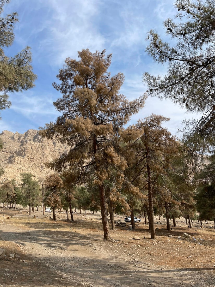 <?php echo get_the_title() ?>