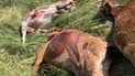 Recurring livestock disease kills animals in Dinarta, prompts calls for vaccination effort