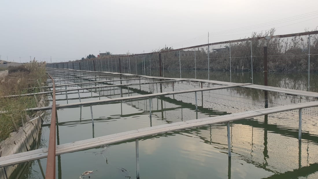 صور: تجربة في البصرة لمنافسة “الكارب”.. مزرعة “بلطي” تغامر في أكبر أسواق السمك