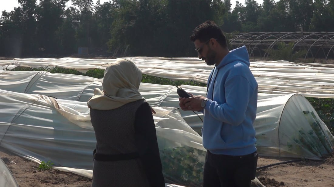 البصرة نجحت بزراعة الباذنجان في صحراء الزبير وهذه صور أول قطفة