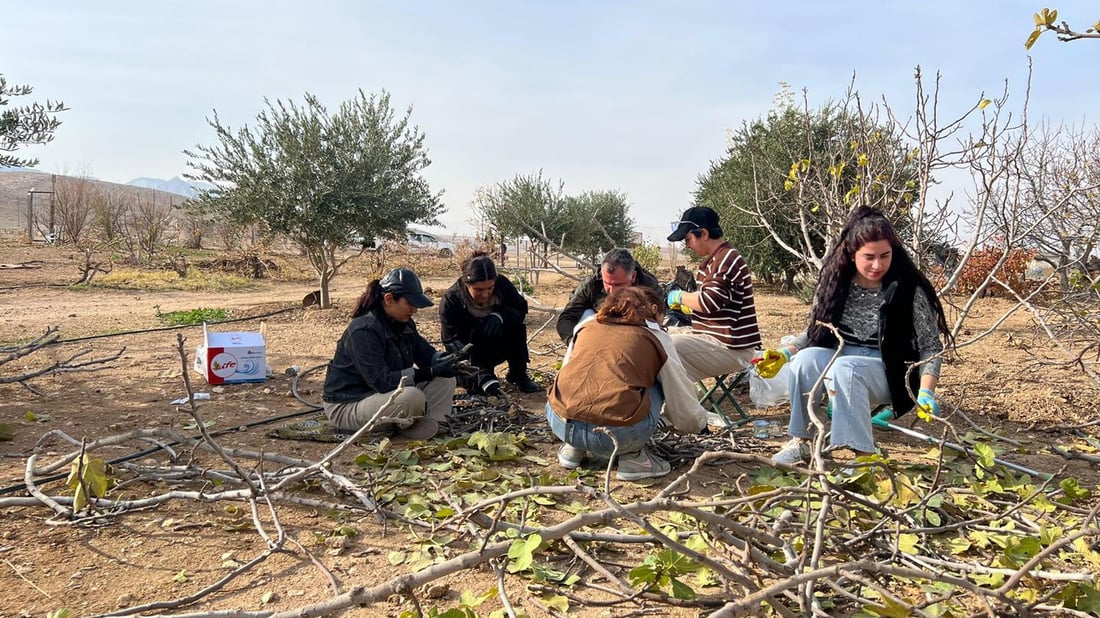 لە چیای شنگال 20 هەزار قەڵەمە هەنجیری خۆماڵی ئامادە دەکرێت