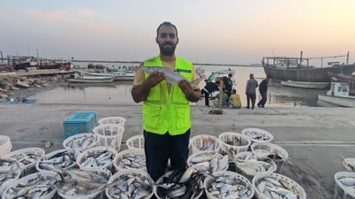 الأسماك قليلة وغالية في مزاد الفاو.. رياح عاتية منعت نزول الصيادين إلى البحر