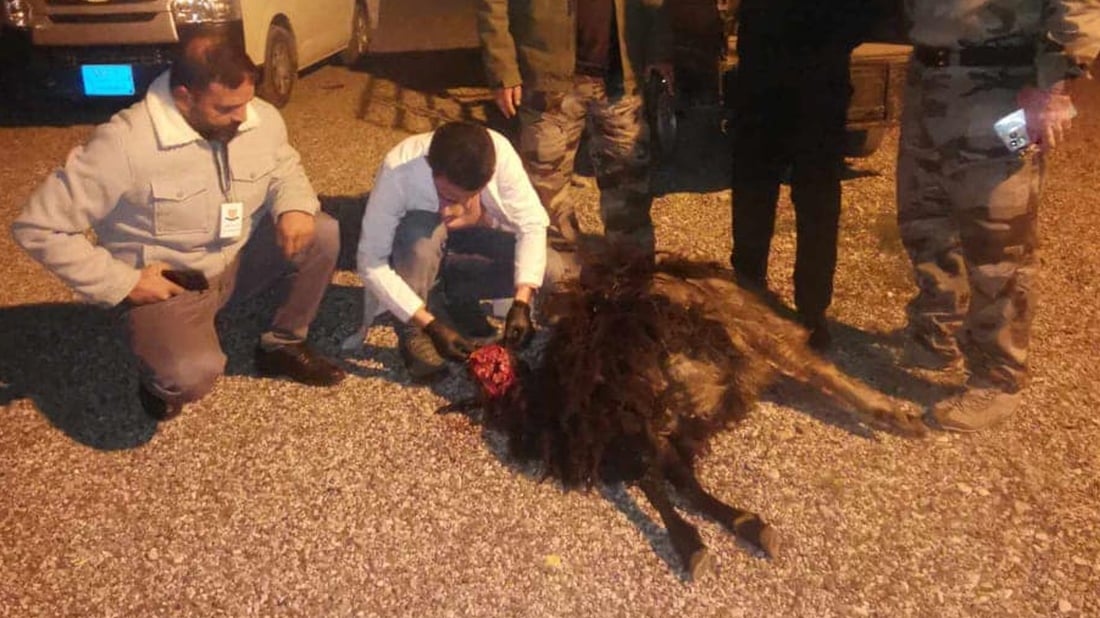 مەڕێکی مرداربووەوەی سەربڕاو دەستی بەسەرداگیرا و تەلەفکرا