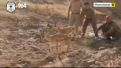 Three wild deer rescued from house in Chamchamal, authorities say