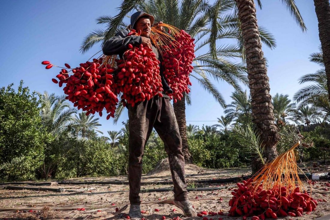 مزارعو الطارمية يسارعون لقص التمور قبل اشتداد المطر.. والتجار بانتظار الشتاء (صور)