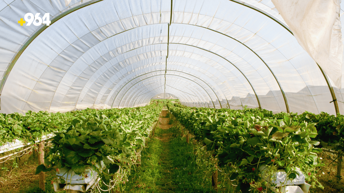 KRG to invest in plastic greenhouse production to increase crop yields