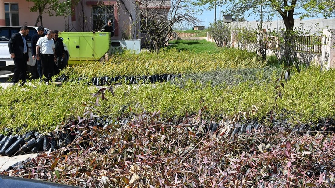 Halabja receives shipment of 30,000 saplings