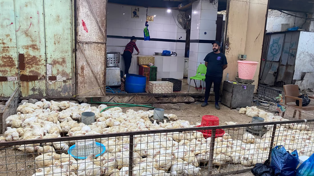 Insight from Basra’s poultry market shows local preferences and pricing dynamics