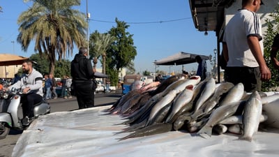 الصباح من شواكة بغداد.. بني وشبوط وكطان لكن الأسعار إلى 30 ألفاً للكيلو!