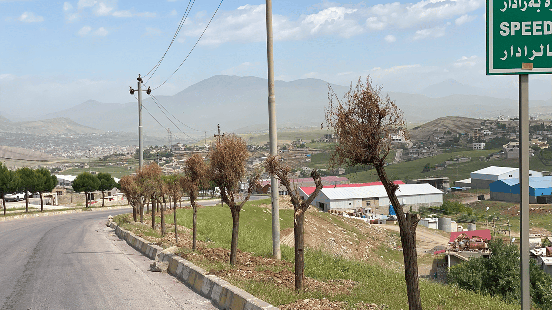 60 درەختى بەتەمەن لەسۆران وشک بوون
