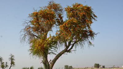 صور: شجرة الإمام علي مازالت على قيد الحياة وتطرح العسل!