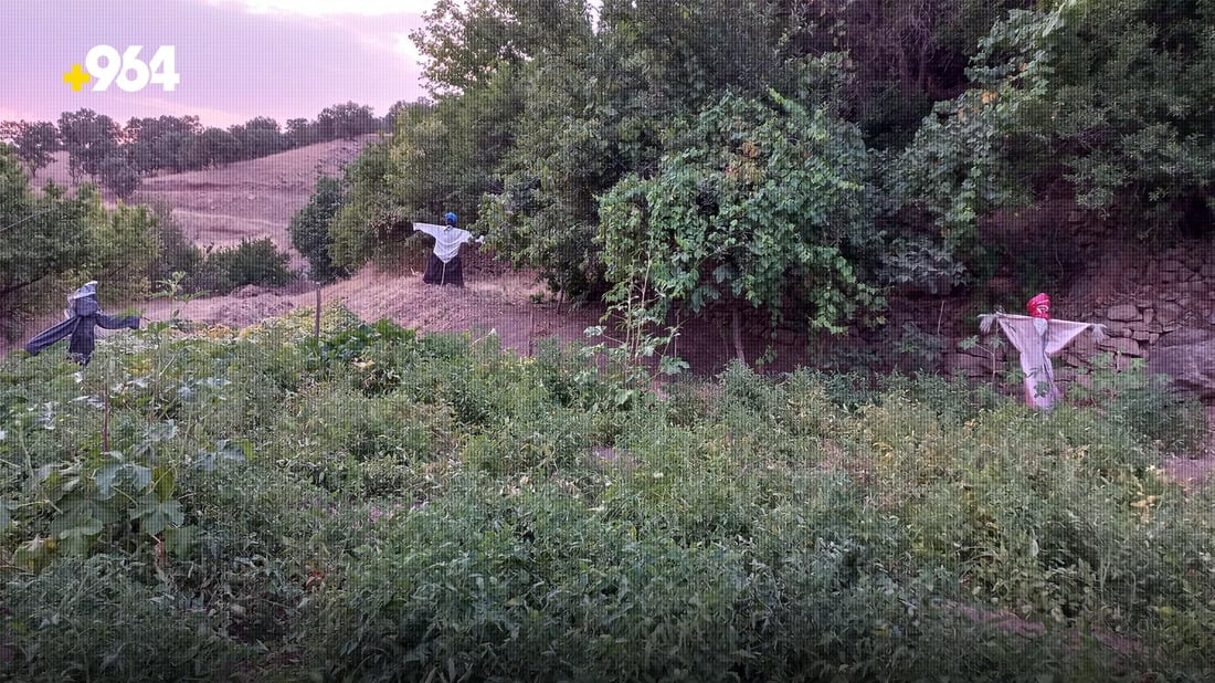 مه‌ڕ و ماڵاتى ره‌وه‌نده‌كان بوونه‌ته‌ به‌ڵاى بنارى قه‌ندیل