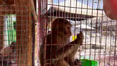 القرش الفرعوني يصمد في سوق الغزل لكن البقية بحاجة إلى سبلت!